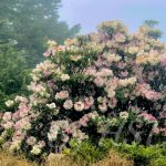 227999233_4879332998760531_2666189686126631839_n