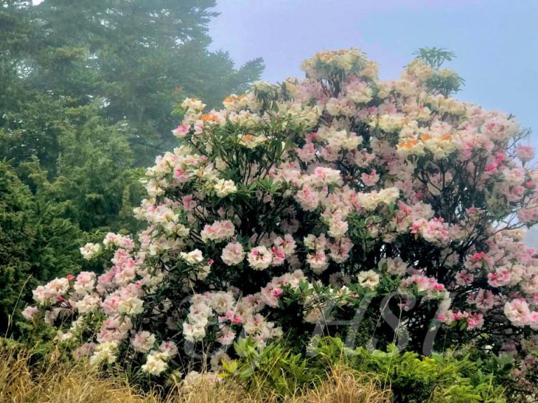 227999233_4879332998760531_2666189686126631839_n